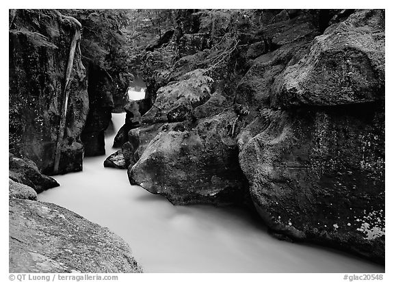 Mossy gorge, Avalanche creek. Glacier National Park (black and white)