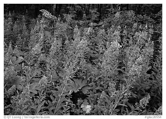 Wildflowers in the forest near St Mary. Glacier National Park (black and white)