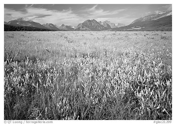 Lewis range seen from the eastern flats, morning. Glacier National Park (black and white)