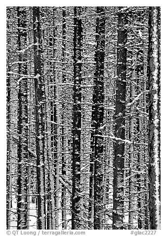Dense forest with snow in winter. Glacier National Park (black and white)