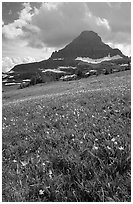 Meadow with wildflower carpet and triangular mountain, Logan pass. Glacier National Park ( black and white)