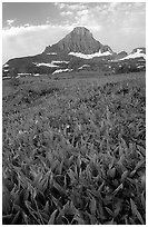 Indian paintbrush and peak, Logan pass. Glacier National Park, Montana, USA. (black and white)