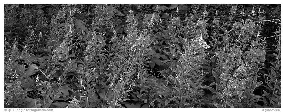 Fireweed. Glacier National Park (black and white)