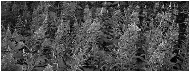 Fireweed. Glacier National Park (Panoramic black and white)
