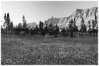 Meadow with wildflowers and Garden Wall at sunset. Glacier National Park ( black and white)