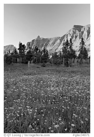 Wildflowers in meadow below the Garden Wall at sunset. Glacier National Park (black and white)
