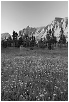 Wildflowers in meadow below the Garden Wall at sunset. Glacier National Park ( black and white)