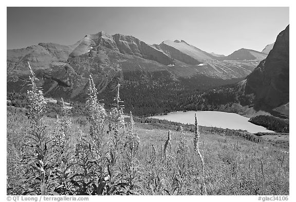 Fireweed and Grinnell Lake. Glacier National Park (black and white)