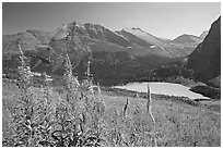 Fireweed and Grinnell Lake. Glacier National Park, Montana, USA. (black and white)