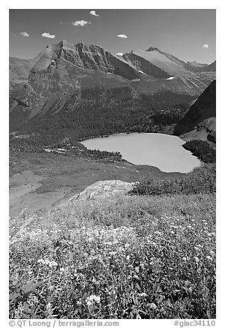 Wildflowers high above Grinnel Lake, with Allen Mountain in the background. Glacier National Park (black and white)