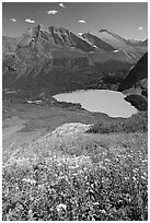 Wildflowers high above Grinnel Lake, with Allen Mountain in the background. Glacier National Park, Montana, USA. (black and white)