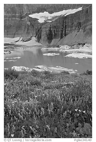 Wildflowers, Upper Grinnell Lake, and Salamander Falls and Glacier. Glacier National Park (black and white)