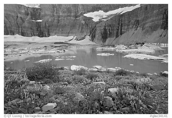 Wildflowers, Upper Grinnell Lake, Salamander Falls and Glacier. Glacier National Park (black and white)