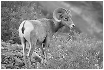 Pictures of Big Horn Sheep