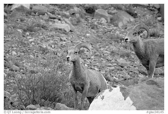 Two bighorn sheep. Glacier National Park (black and white)