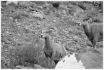 Two bighorn sheep. Glacier National Park ( black and white)