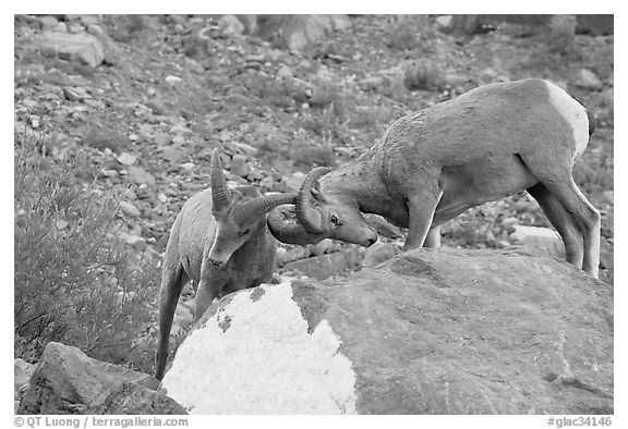 Bighorn sheep fighting. Glacier National Park (black and white)