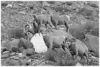 Group of bighorn sheep. Glacier National Park, Montana, USA. (black and white)