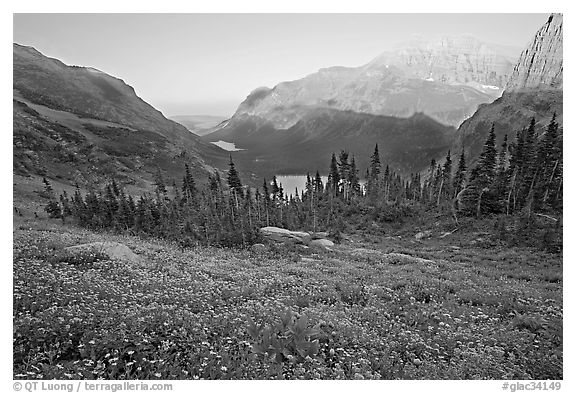 Wildflower meadow and Many Glacier Valley, late afternoon. Glacier National Park, Montana, USA.
