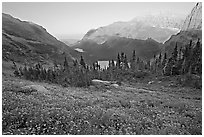 Wildflower meadow and Many Glacier Valley, late afternoon. Glacier National Park, Montana, USA. (black and white)
