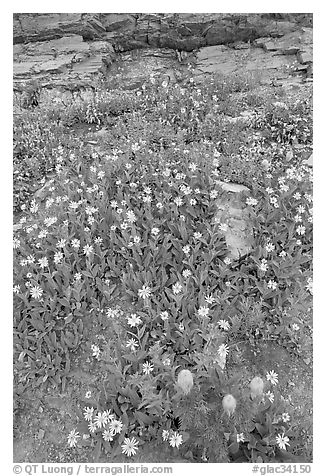 Wildflowers. Glacier National Park (black and white)