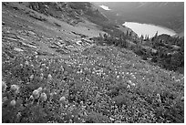 Bear Grass, Grinnell Lake and Josephine Lake. Glacier National Park ( black and white)