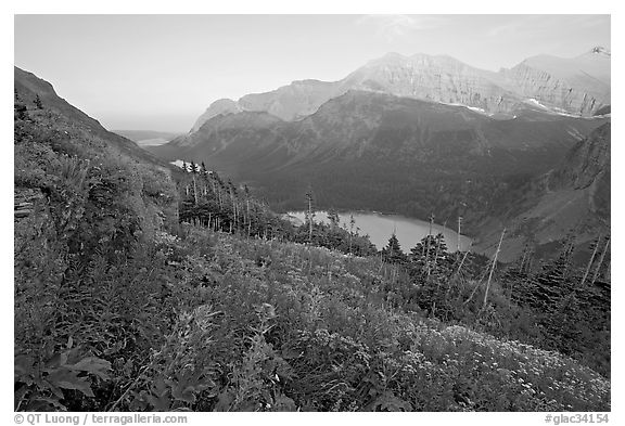 Alpine wildflowers, Grinnell Lake, and Allen Mountain, sunset. Glacier National Park (black and white)