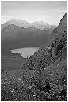 Alpine wildflowers and stream, Grinnell Lake, and Allen Mountain, sunset. Glacier National Park ( black and white)
