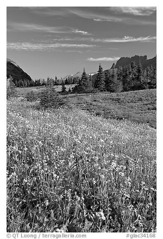 Wildflower meadow, Logan Pass, early morning. Glacier National Park (black and white)