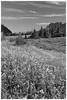 Wildflower meadow, Logan Pass, early morning. Glacier National Park ( black and white)
