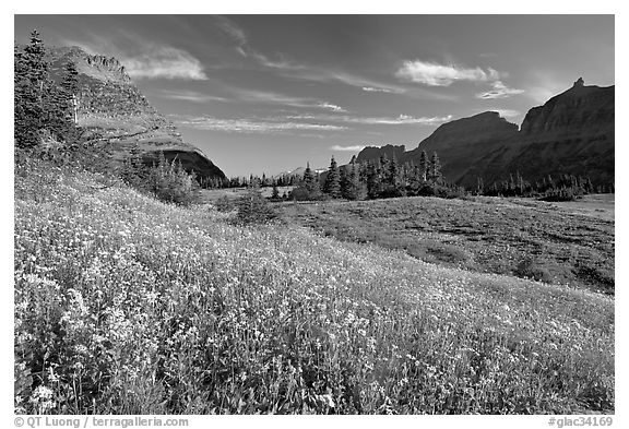 Alpine meadow with wildflowers, Logan Pass, morning. Glacier National Park (black and white)