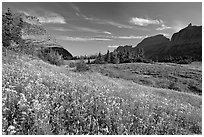 Alpine meadow with wildflowers, Logan Pass, morning. Glacier National Park ( black and white)