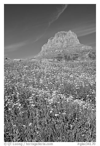 Carpet of alpine flowers and Clemens Mountain, Logan Pass. Glacier National Park (black and white)