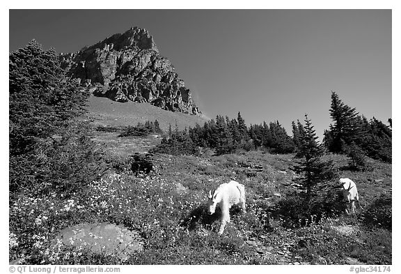 Mountain goats in wildflower meadow below Clemens Mountain, Logan Pass. Glacier National Park (black and white)