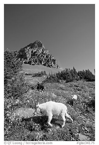 Mountain goat and cub in a meadown below Clemens Mountain, Logan Pass. Glacier National Park, Montana, USA.