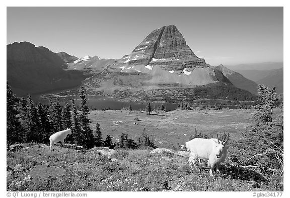 Mountain goats, Hidden Lake, Bearhat Mountain. Glacier National Park (black and white)