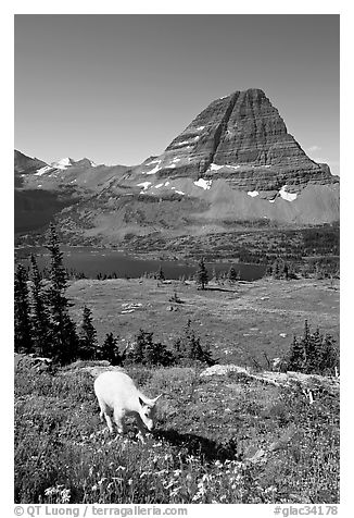 Young mountain goat, with Hidden Lake and Bearhat Mountain in the background. Glacier National Park (black and white)