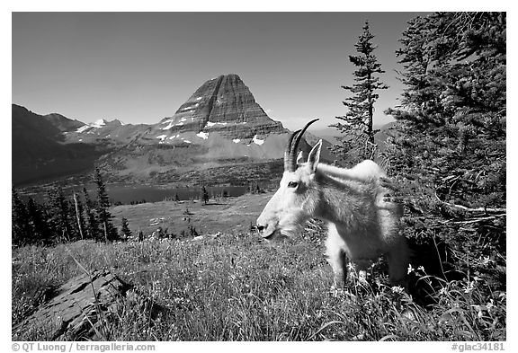 Mountain goat, Hidden Lake and Bearhat Mountain behind. Glacier National Park (black and white)