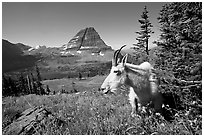 Mountain goat, Hidden Lake and Bearhat Mountain behind. Glacier National Park, Montana, USA. (black and white)