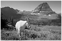 Mountain goat, Hidden Lake and Bearhat Mountain. Glacier National Park, Montana, USA. (black and white)