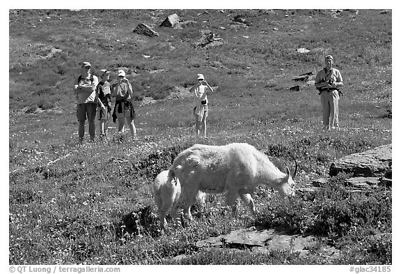 Hikers watching mountains goats near Logan Pass. Glacier National Park (black and white)