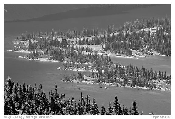 Conifers and Hidden Lake. Glacier National Park (black and white)