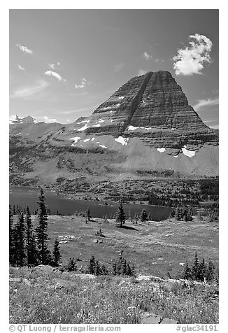 Alpine Meadows with wildflowers, Hidden Lake and Bearhat Mountain behind. Glacier National Park (black and white)