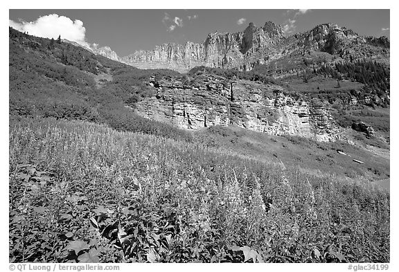 Fireweed below the Garden Wall. Glacier National Park (black and white)