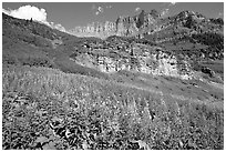 Fireweed below the Garden Wall. Glacier National Park, Montana, USA. (black and white)
