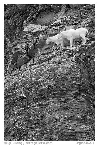 Mountain goats high on a ledge. Glacier National Park (black and white)