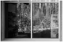 Forest, Apgar visitor center window reflexion. Glacier National Park ( black and white)