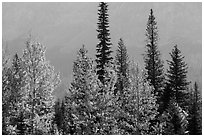 Trees in autumn foliage and firs. Glacier National Park ( black and white)