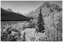 Autumn color, Rising Wolf Mountain, Lower Two Medicine Lake. Glacier National Park ( black and white)
