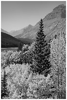 Autumn color, Rising Wolf Mountain. Glacier National Park ( black and white)